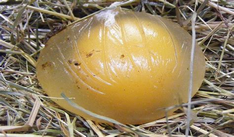 chicken egg abnormalities|Abnormal chicken eggs. 37 egg and shell problems explained..